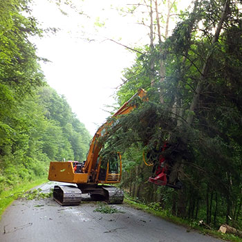 Bois et énergie