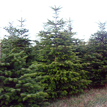 Sapins de Noël